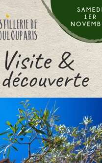 Plongez au Cœur de l'Or Vert Calédonien : le Niaouli !