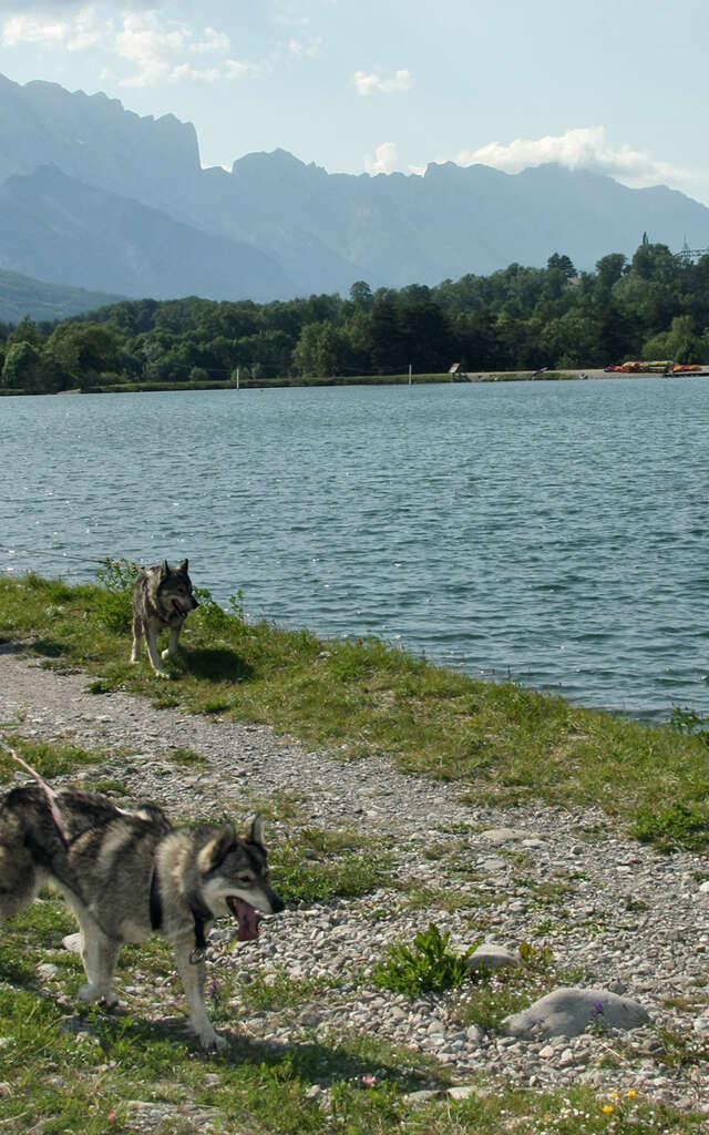 Alpi-Traineau : Rand'O chien de Train'O été