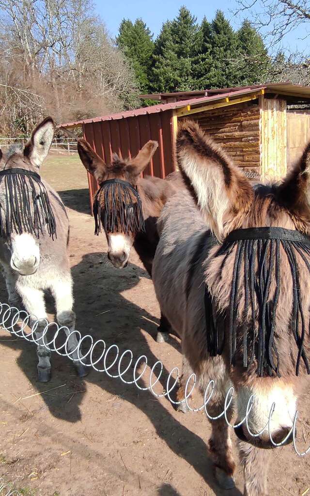 Familiarisez-vous avec les animaux de la ferme