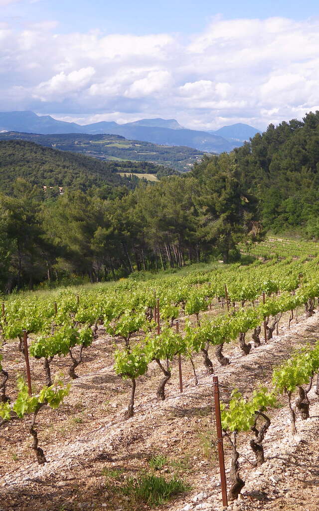 Domaine des Roches Fortes