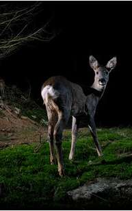 Conférence Sciences pour tous "Aperçu de la faune protégée des Alpes-Maritimes"
