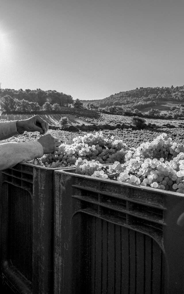 Domaine Roche Audran