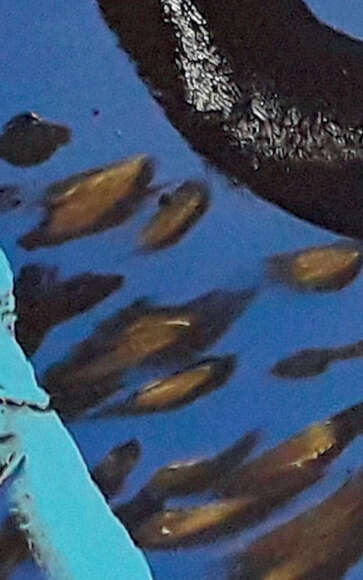 Exposition de peinture « La Note Bleue »