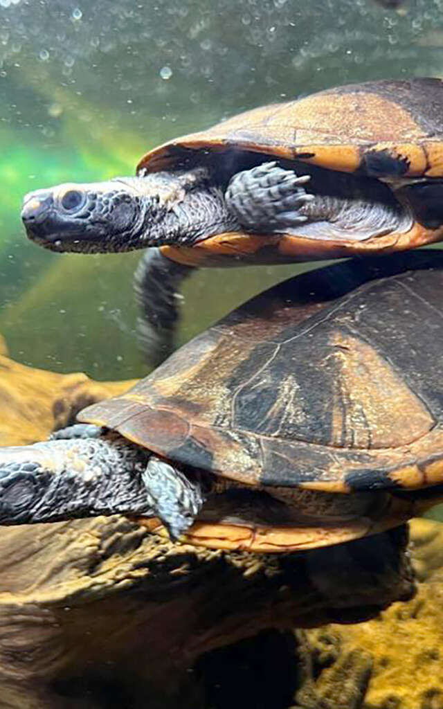 Le Village des Tortues