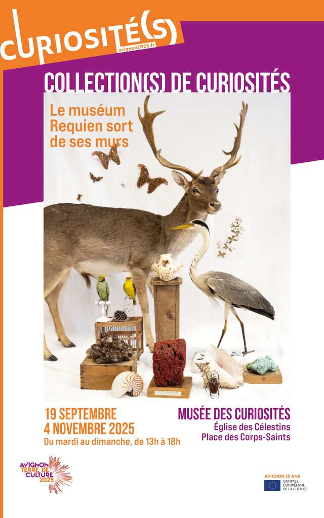 Collezioni di curiosità: il Museo Requien esce dalle sue mura