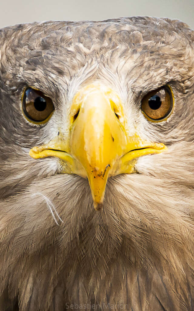 Explorez le monde fascinant des animaux rapaces