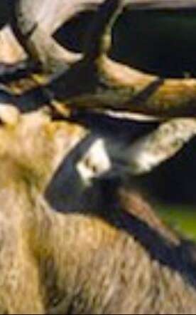 Brame du cerf