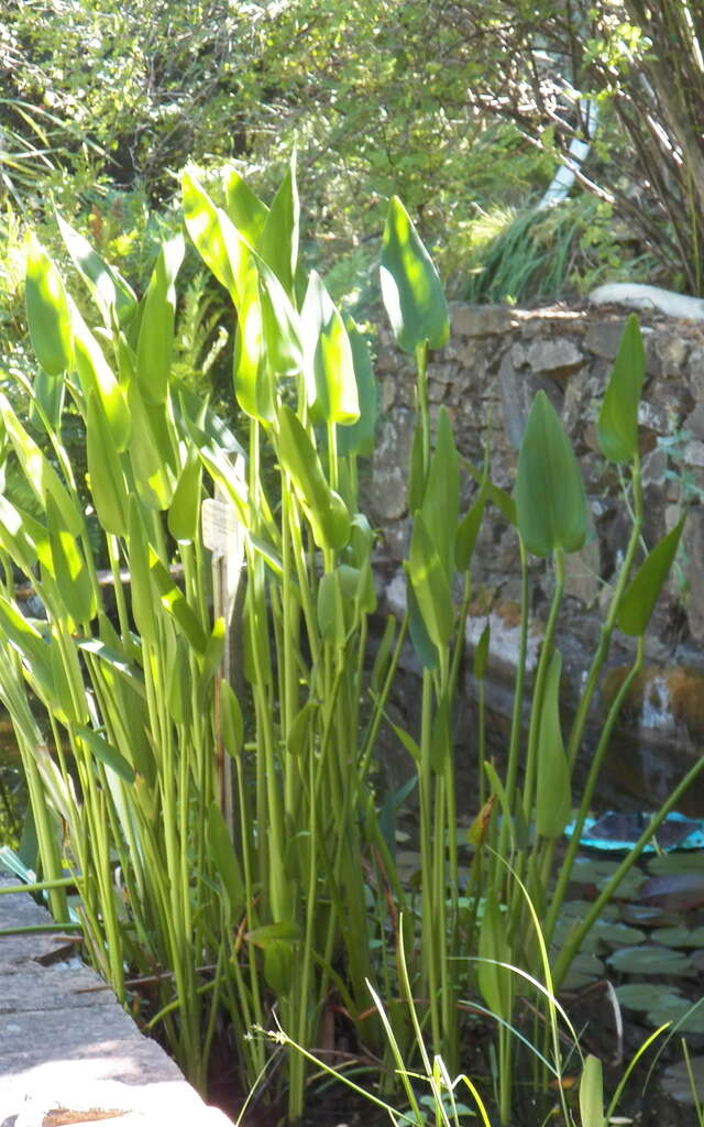 Jardin botanique remarquable l'Hardy-Denonain