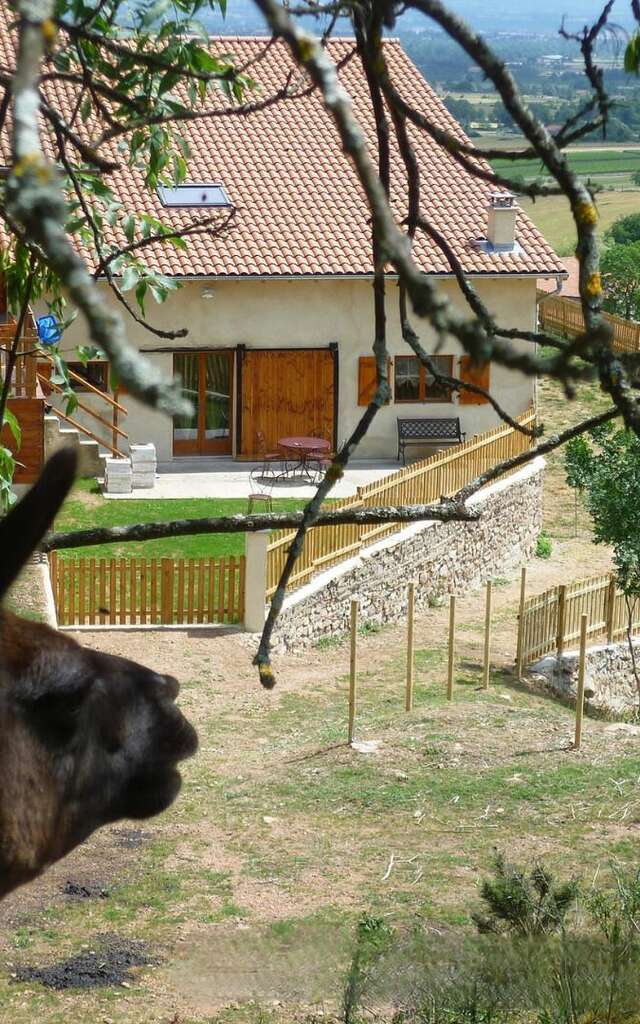 La Bruyère aux Lamas