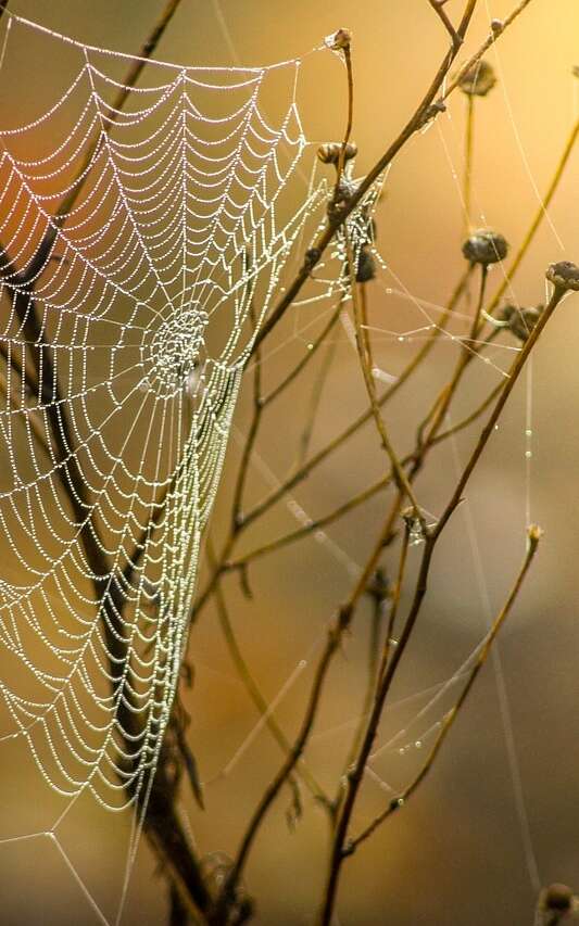 Pour les 8-13 ans : Araignées...même pas peur
