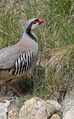 La perdrix bartavelle, un oiseau pas comme les autres