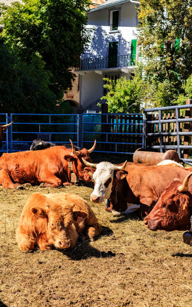 Foire Agricole de la Saint Mathieu