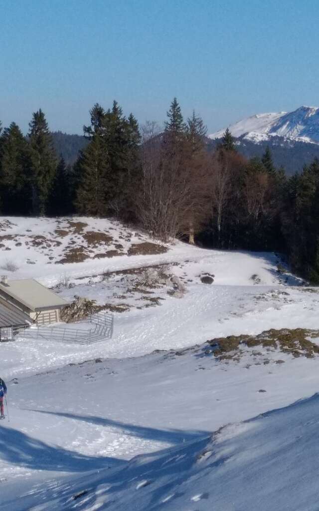 Randonnée raquettes avec Lézard des Bois
