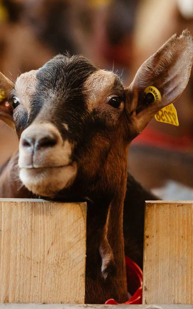 La chèvrerie de la Font Sancte