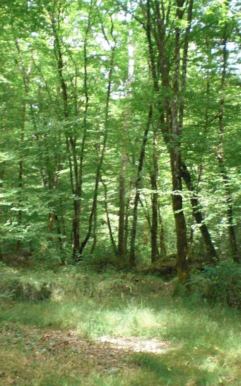 La Forêt de Branviel