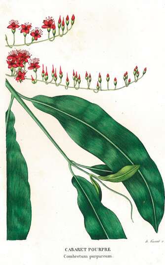 Exposition Affiches 10/10 Fleurs éternelles