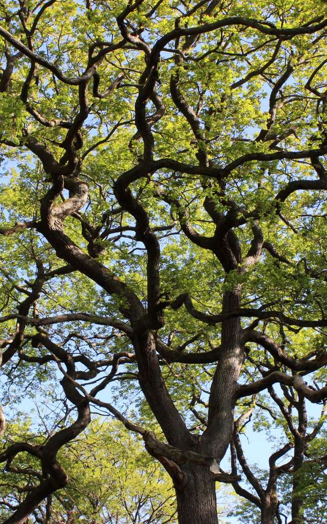 Les arbres remarquables - ENFANTS