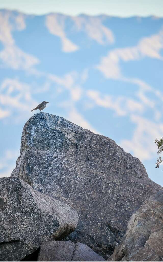 Spaziergang zur Begegnung mit Vögeln