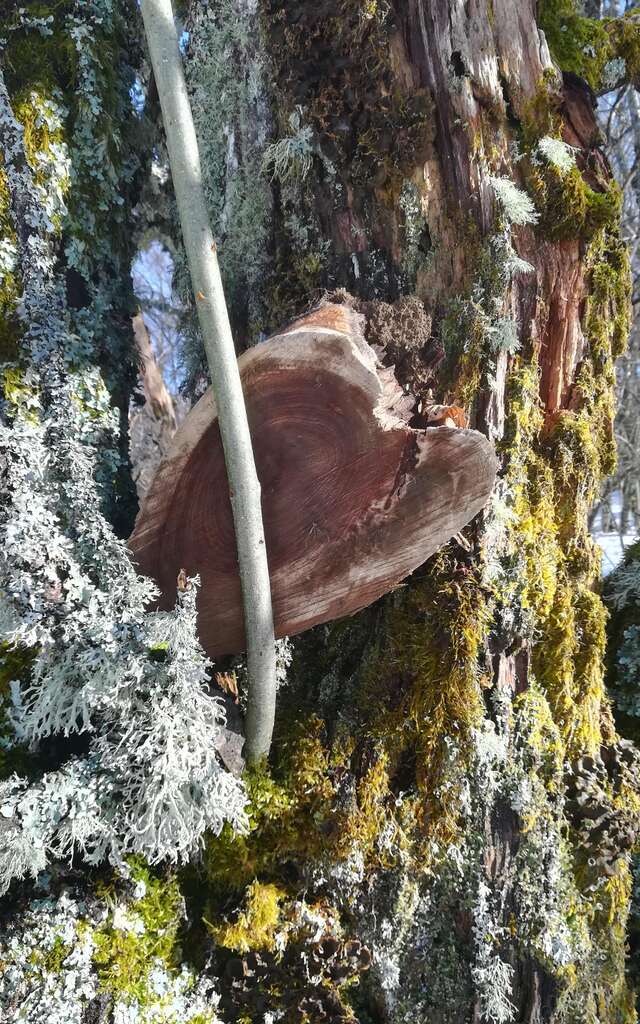 Activity "Forest Bath" with les Demoiselles du Plateau