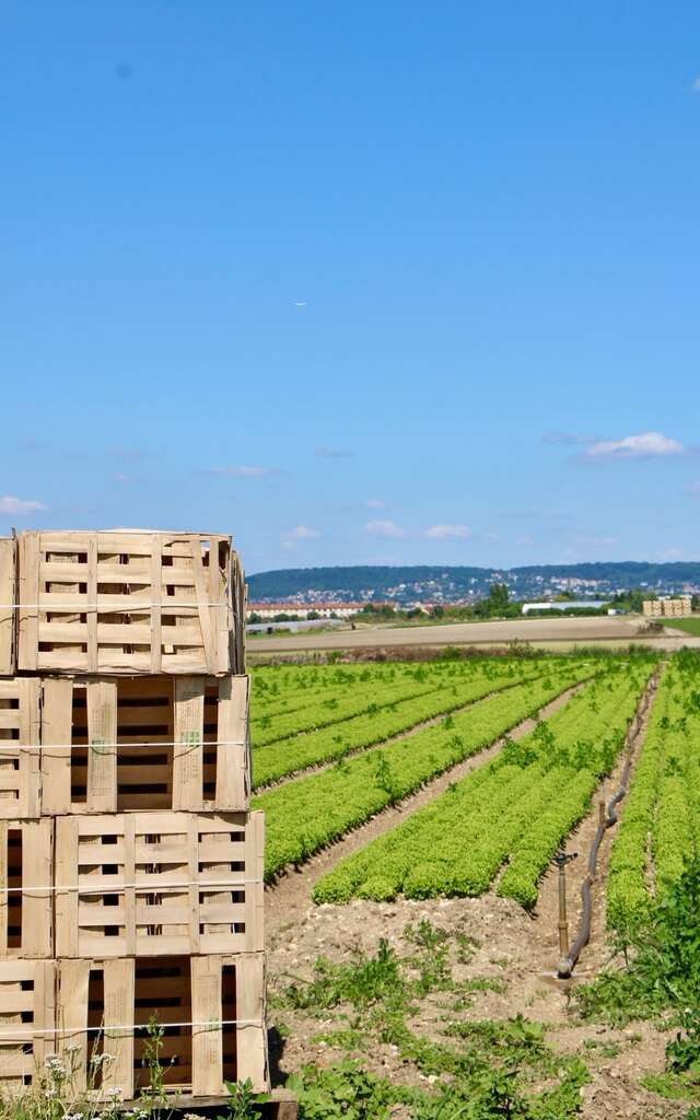 Visite commentée de l'exploitation maraîchère Guehennec