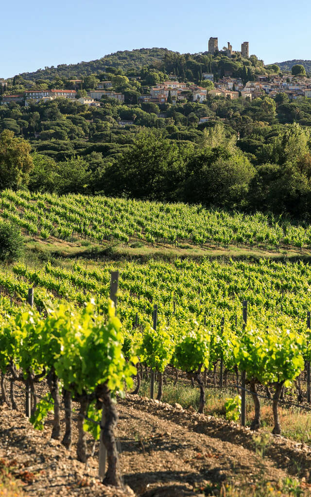 Visite et dégustation de vins dans 2 domaines Crus Classés