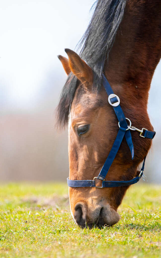 Poney club de Montech