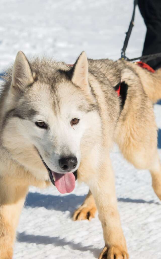 Hiver 2024/2025 - Bougez dans le Pilat - Cani-randonnée (à partir de 8 ans) - Saint-Régis-du-Coin