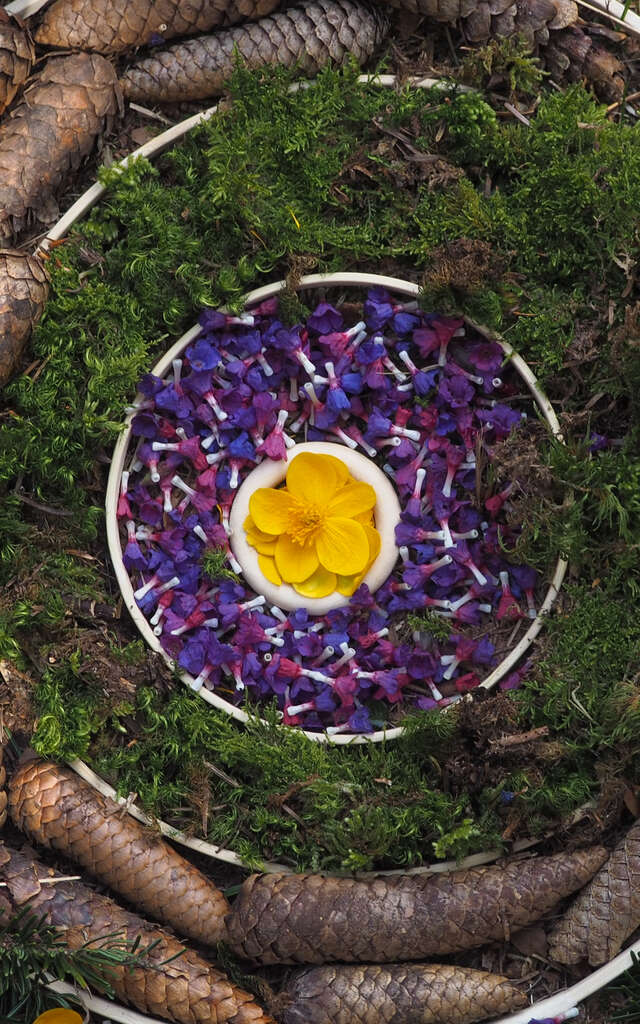 Randonnées et activités "nature" avec Impulsion