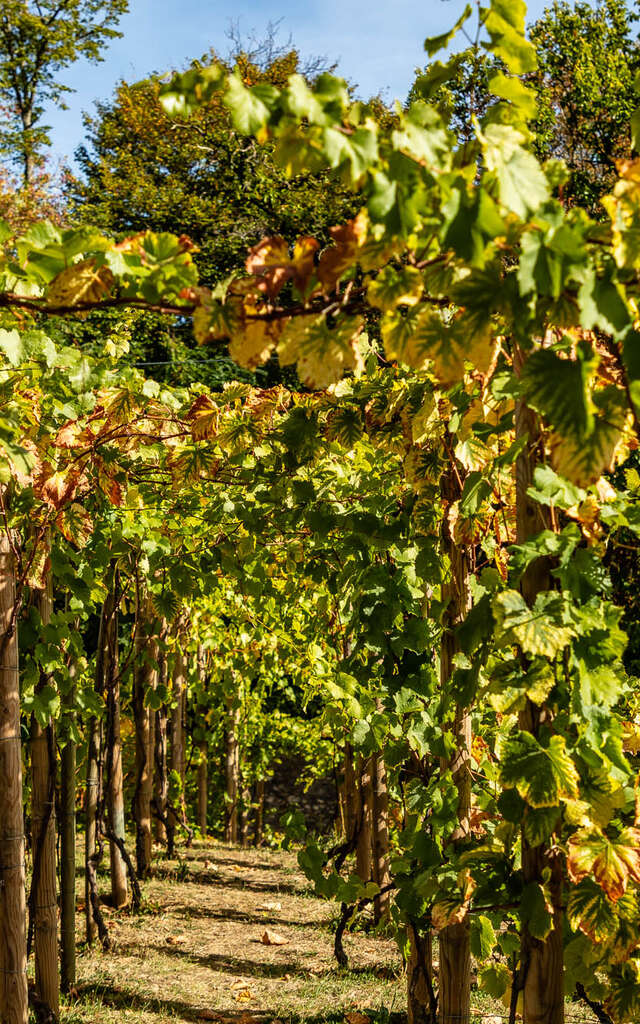 Visite dégustation des vignes des coteaux de Louveciennes
