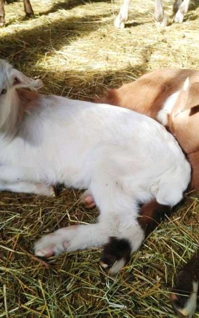 Visite de la bergerie "Au rythme du troupeau"