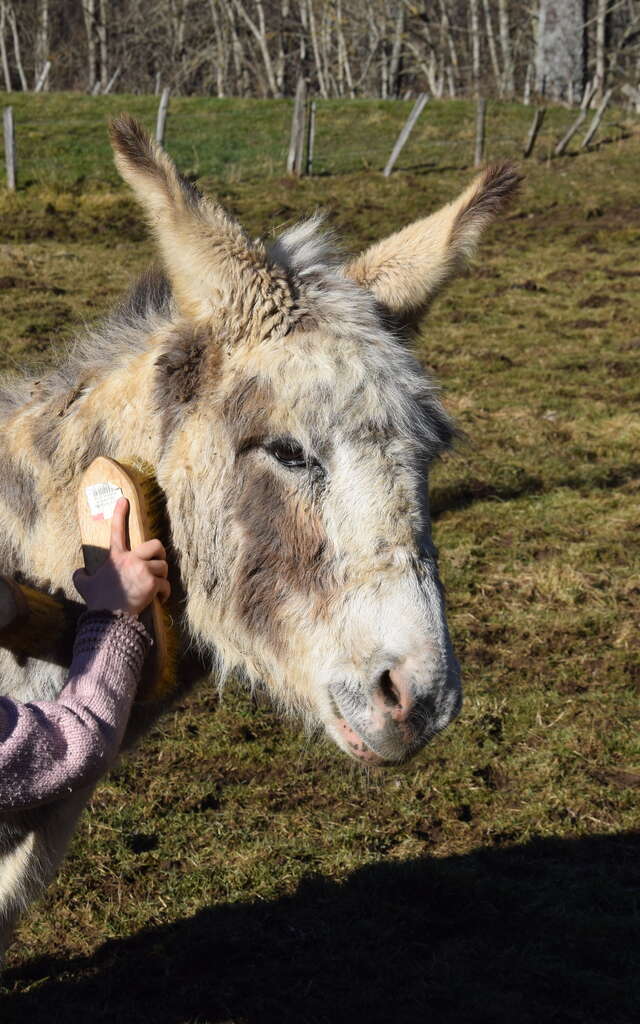 Immersion dans un troupeau d'ânes et chevaux