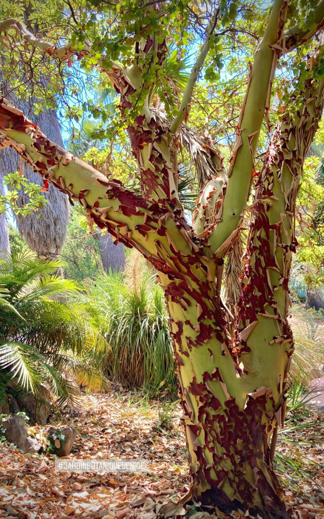 Jardin Botanique de Nice