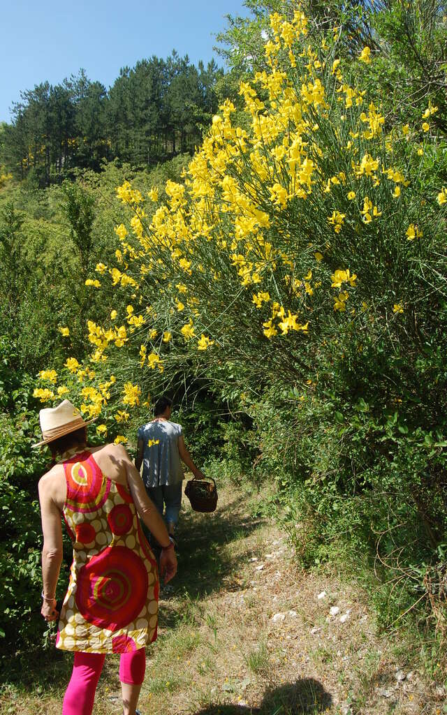 Les Aventurières du Goût - Découverte des fleurs et plantes sauvages comestibles