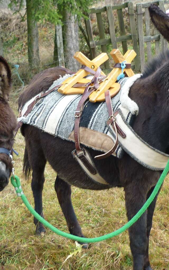 Découverte de l'âne
