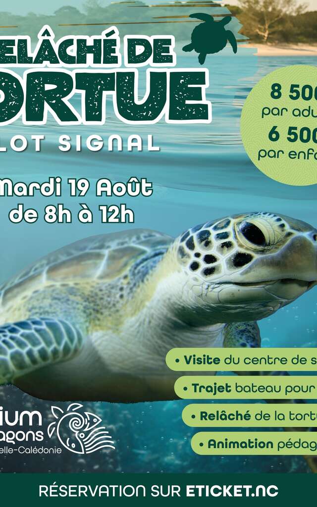 Relâché de tortue à l'îlot Signal