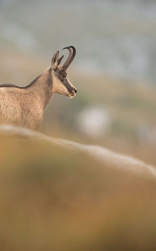 Stages d'observation et de photographie de la faune alpine avec Antoine Corcket