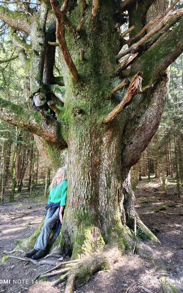 Bain de Forêt - Shinrin Yoku