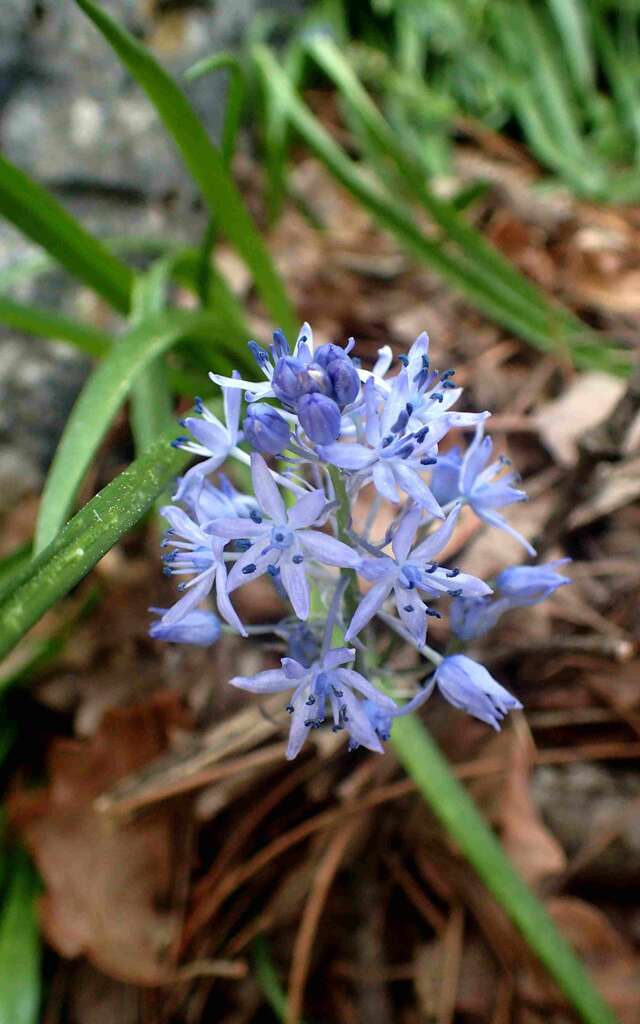 Balade botanique à Villeneuve-Loubet