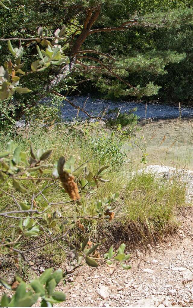 BRANTES - Plantes médicinales et toxiques