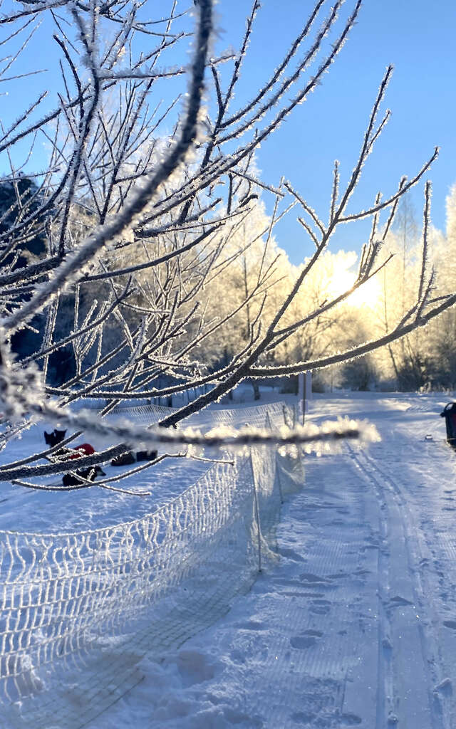 Balade en traineaux à chiens