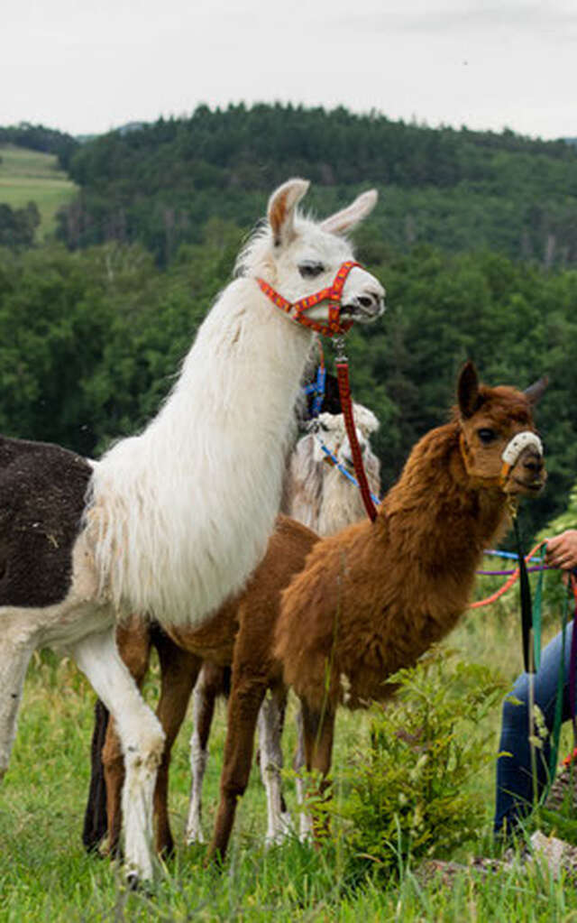 Devenez petit fermier avec nuit en lodge "Brennus"