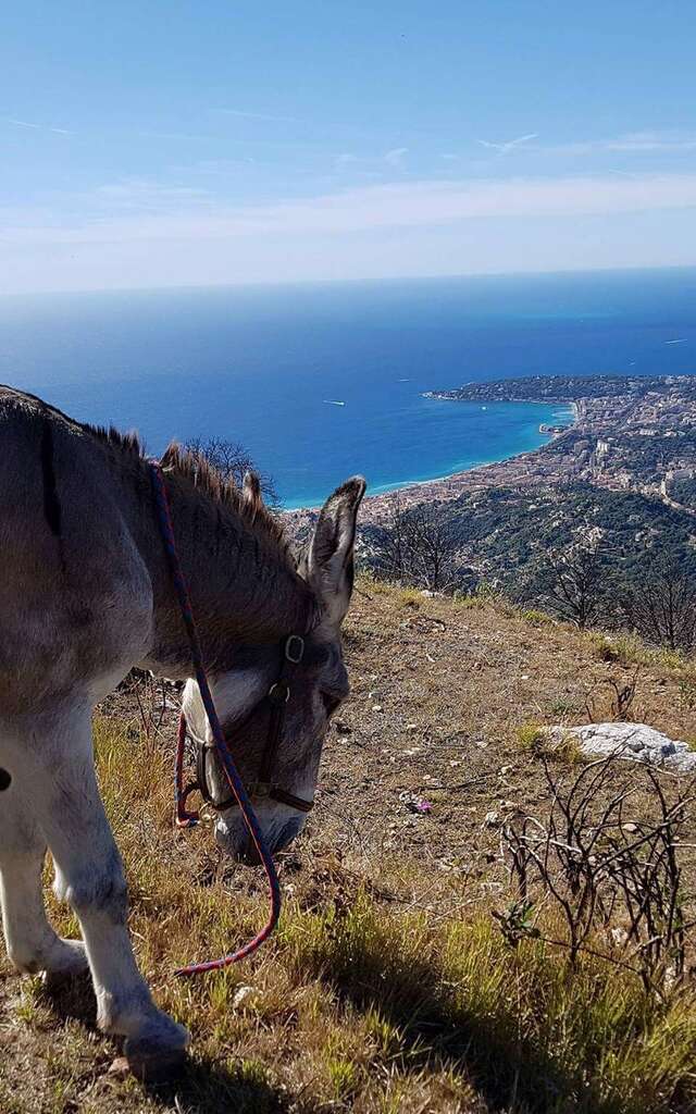 Balades en montagne avec les ânes