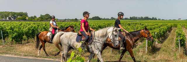 Entre vignes et forêts