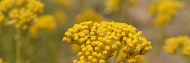 VITALBA - DISTILLERIE LISTINCU