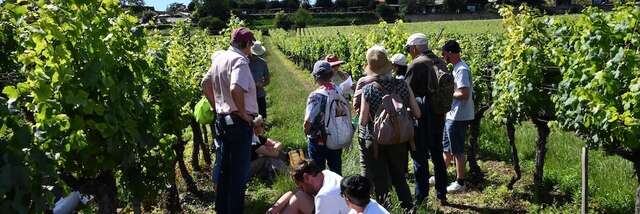 Festival de Bach à Bacchus - Visite théâtralisée  "La Clé des sols - A la recherche du pinot perdu"