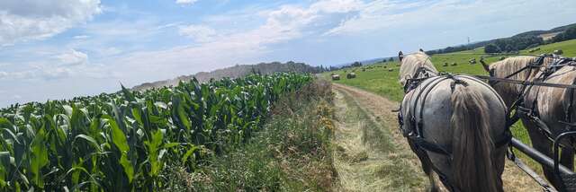 Les Calèches de l'Aunette