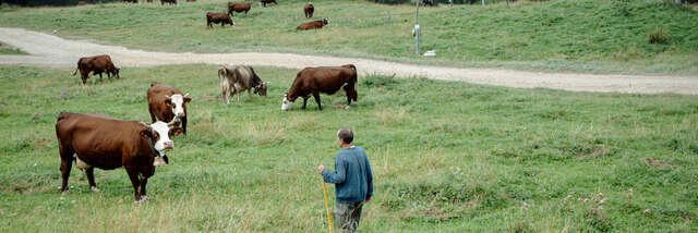 Melktijd op de Féto-boerderij!