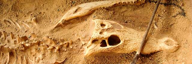 Mini-fouilles archéologiques