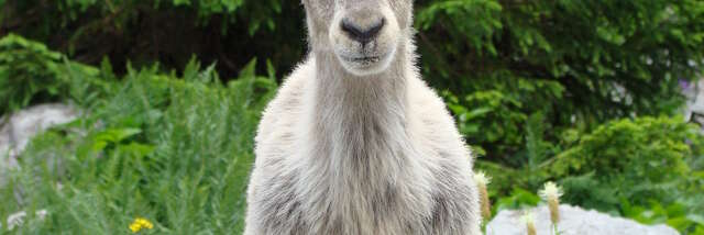 L'incroyable histoire du bouquetin