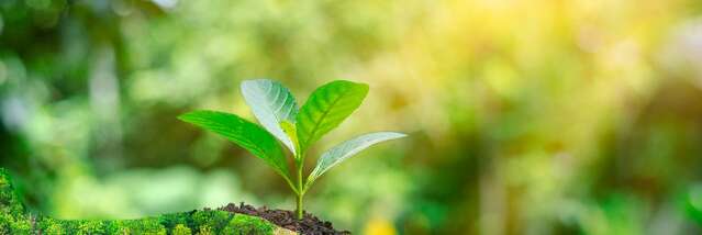 Le Secret du Baume des Bois